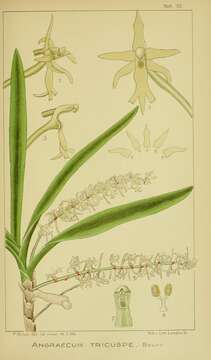 Image of Tridactyle tricuspis (Bolus) Schltr.