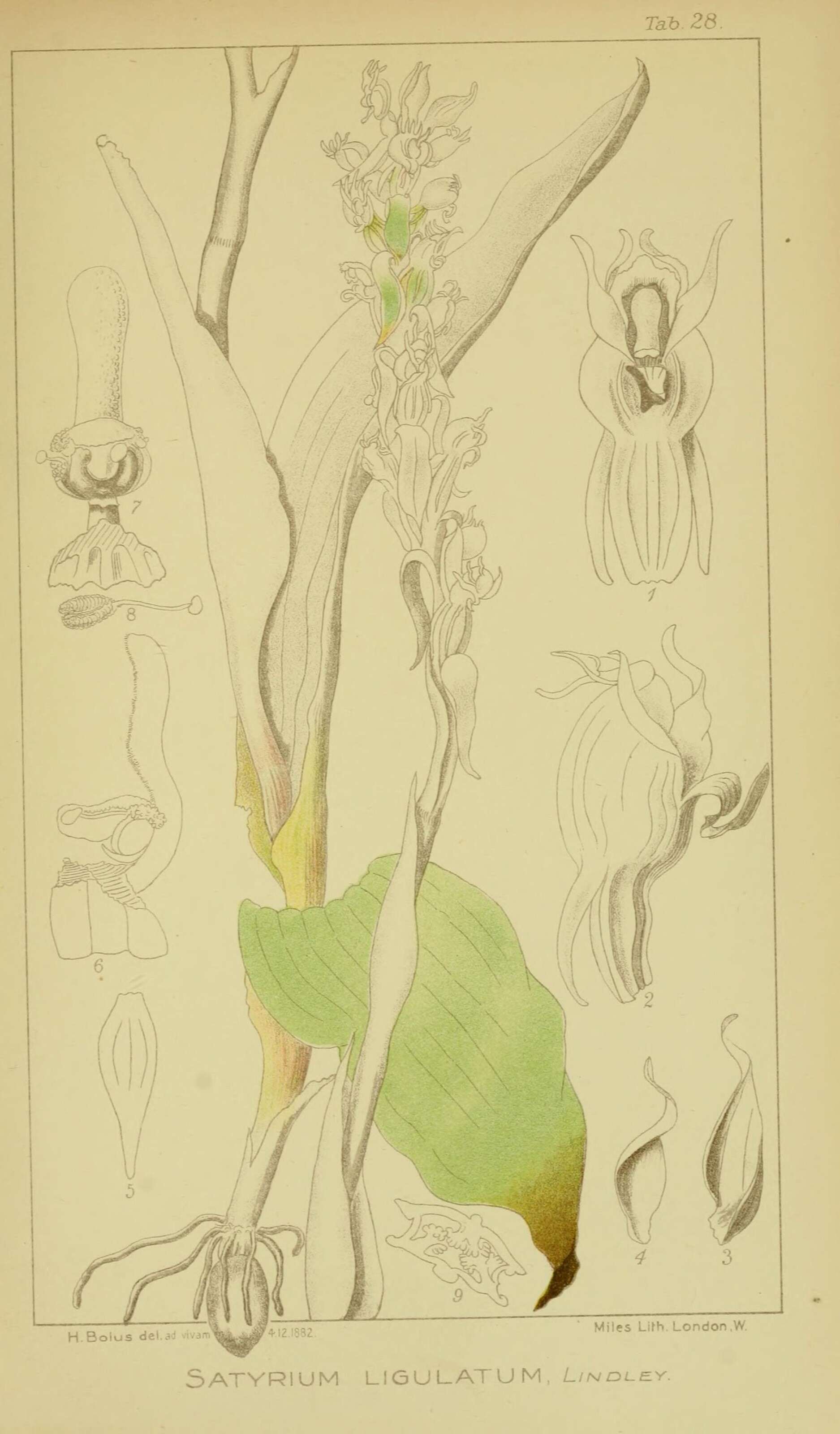 Image of Satyrium ligulatum Lindl.
