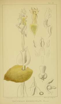 Image of Satyrium emarcidum Bolus