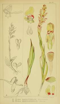 Image de Disa basutorum Schltr.