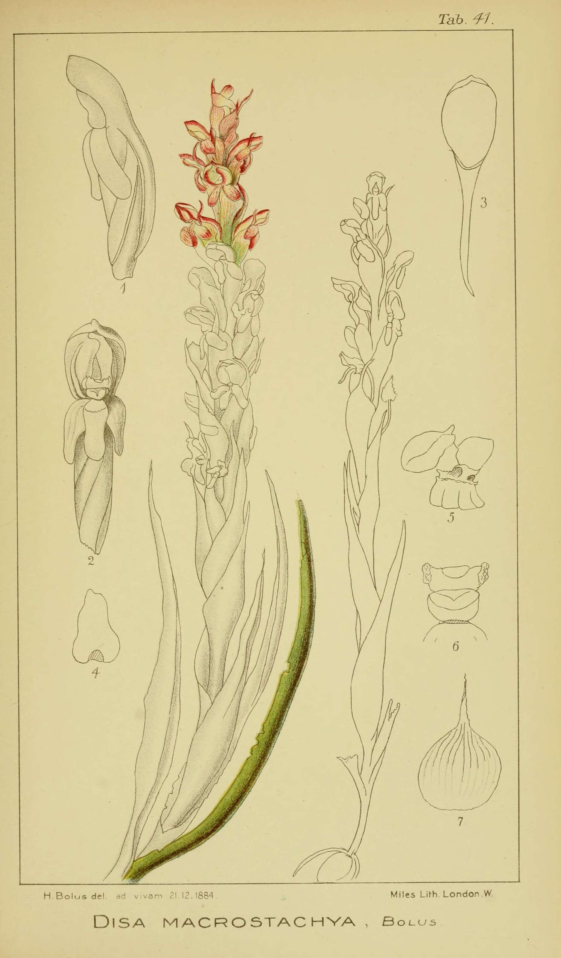 Plancia ëd Disa macrostachya (Lindl.) Bolus