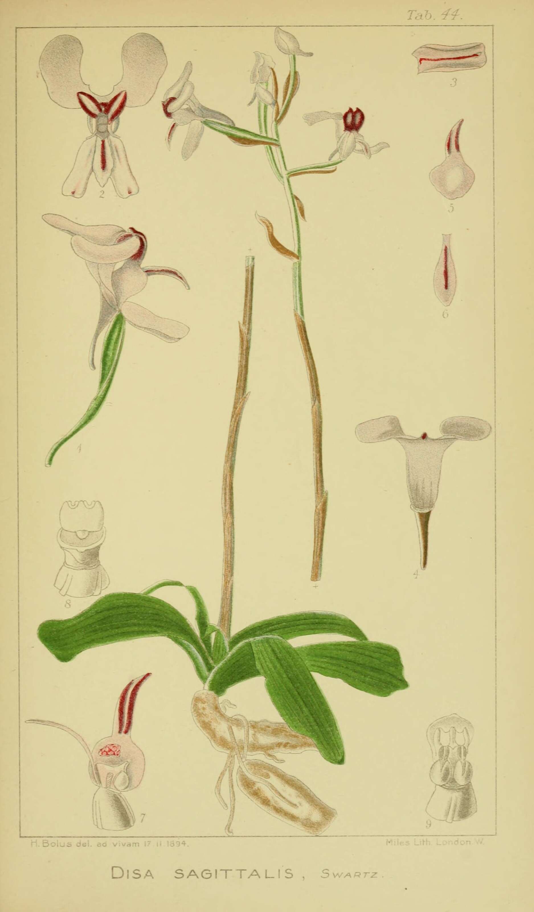 Image of Disa sagittalis (L. fil.) Sw.