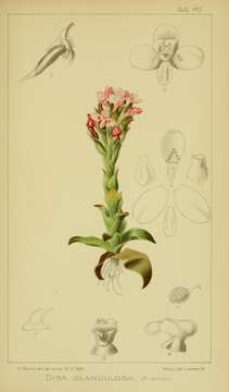 Image of Disa glandulosa Burch. ex Lindl.