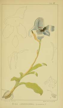 Image of Disa longicornu L. fil.