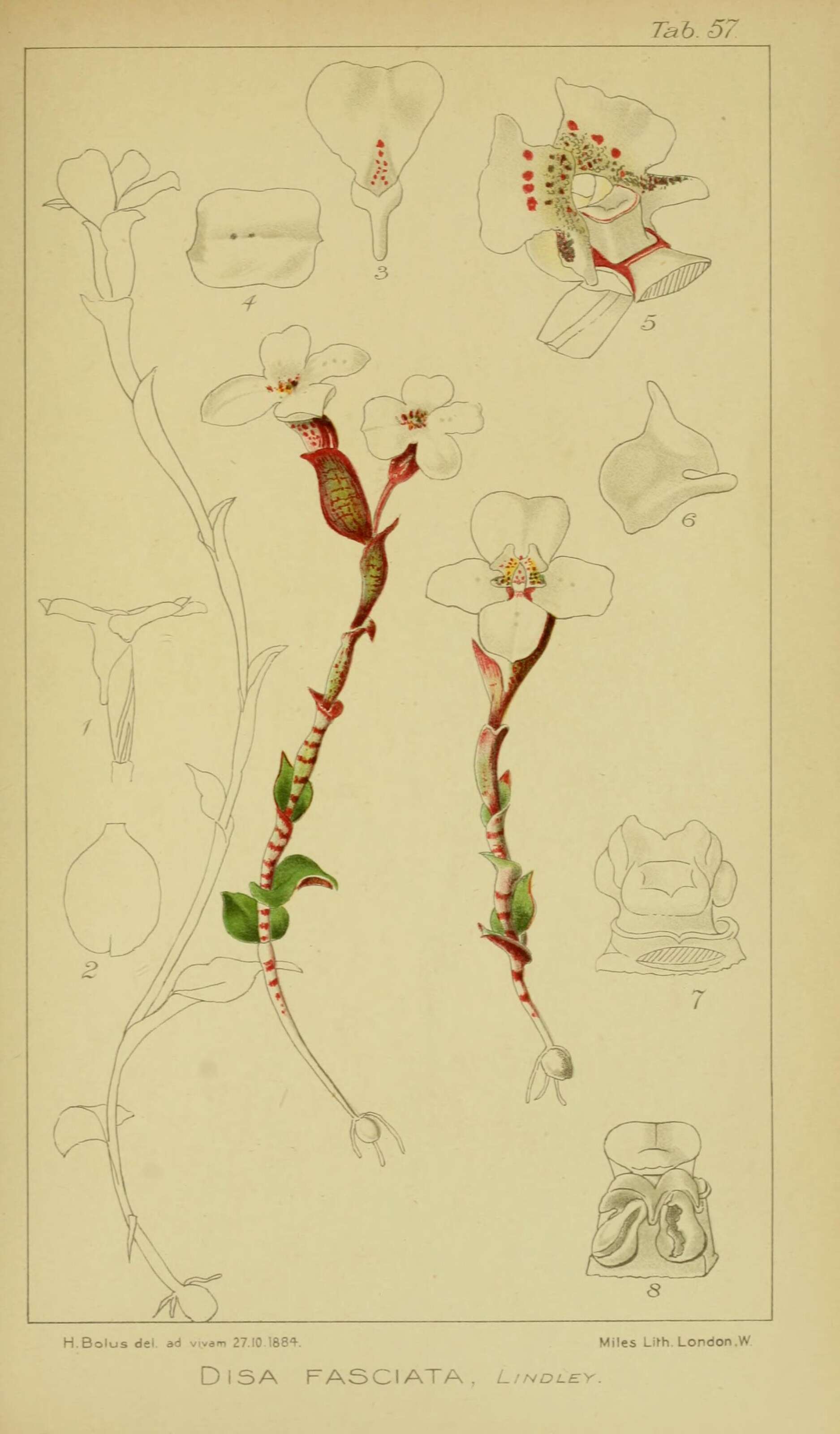 Image of Disa fasciata Lindl.