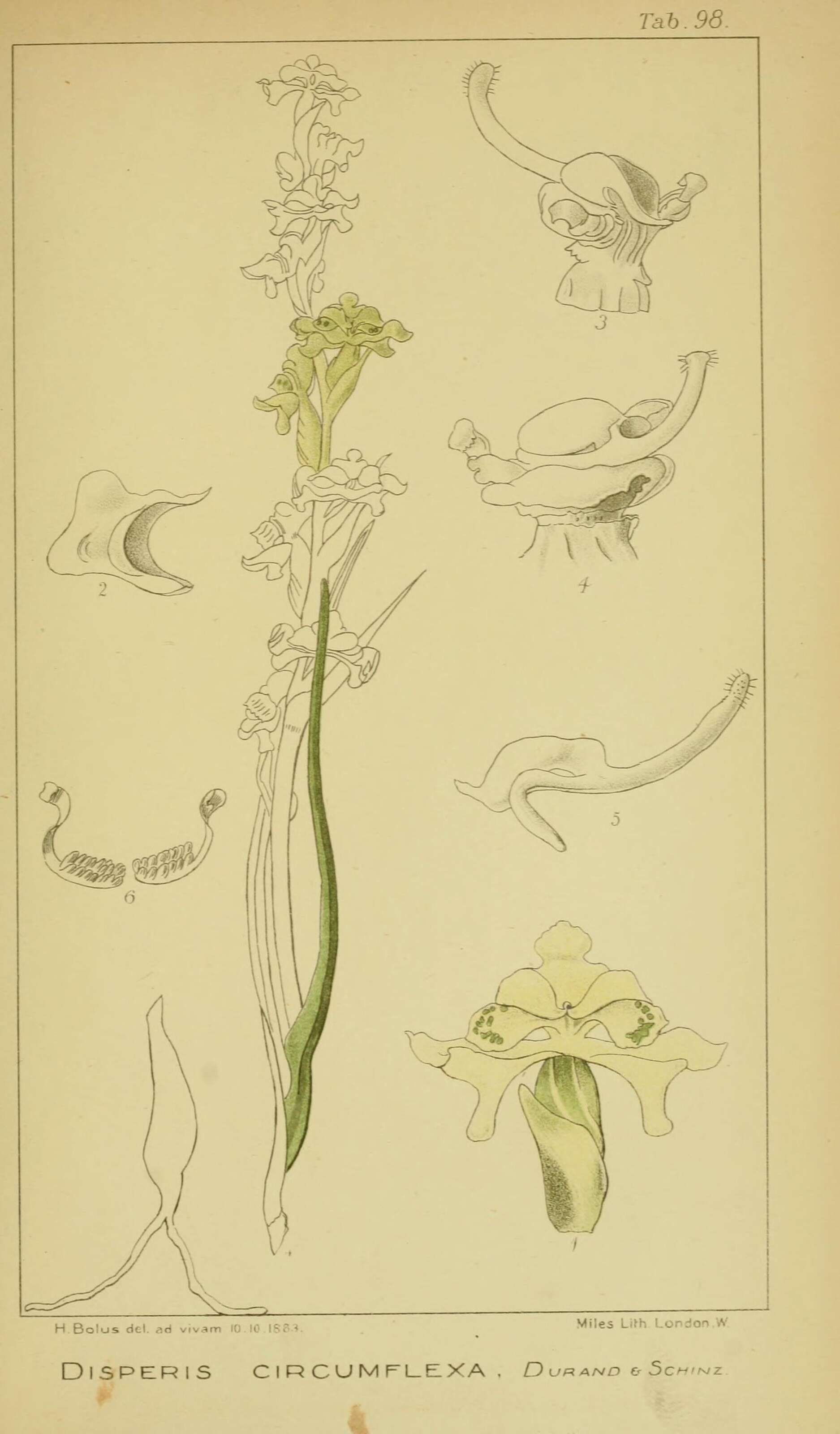 Disperis circumflexa (L.) T. Durand & Schinz resmi