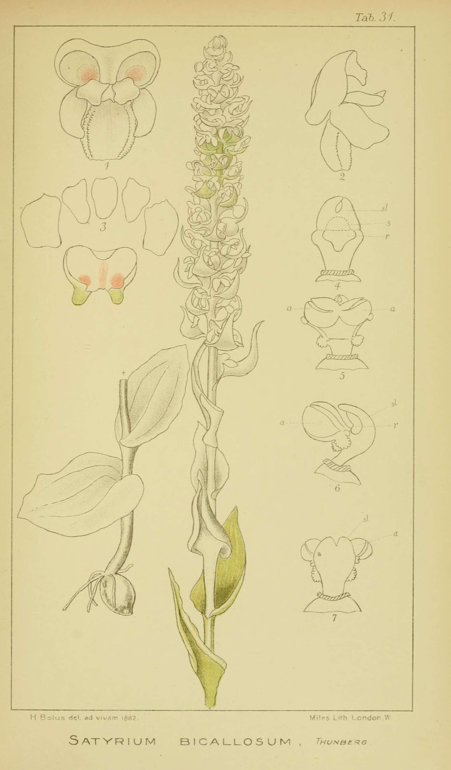 Image of Satyrium bicallosum Thunb.