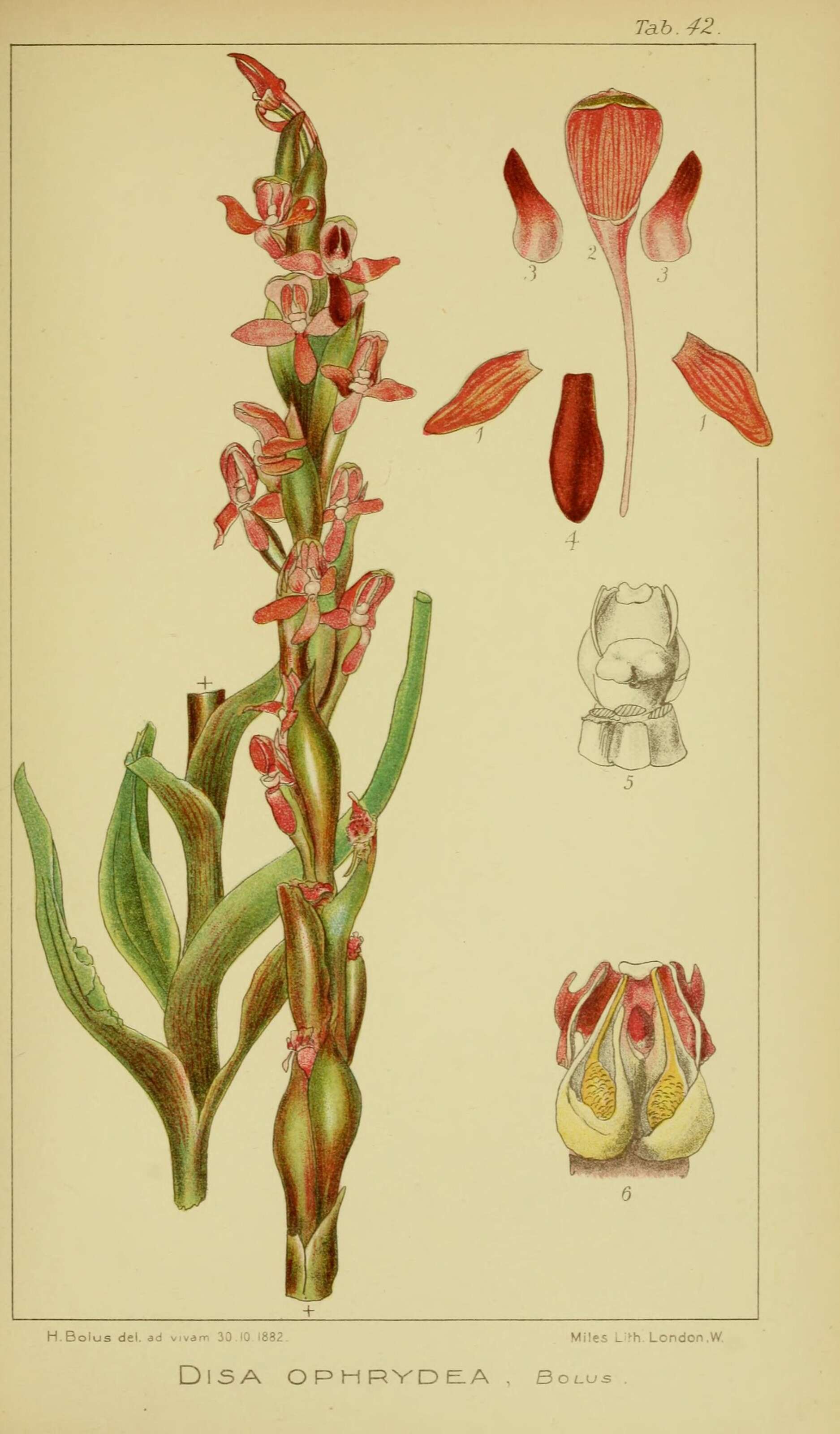 Image of Disa ophrydea (Lindl.) Bolus