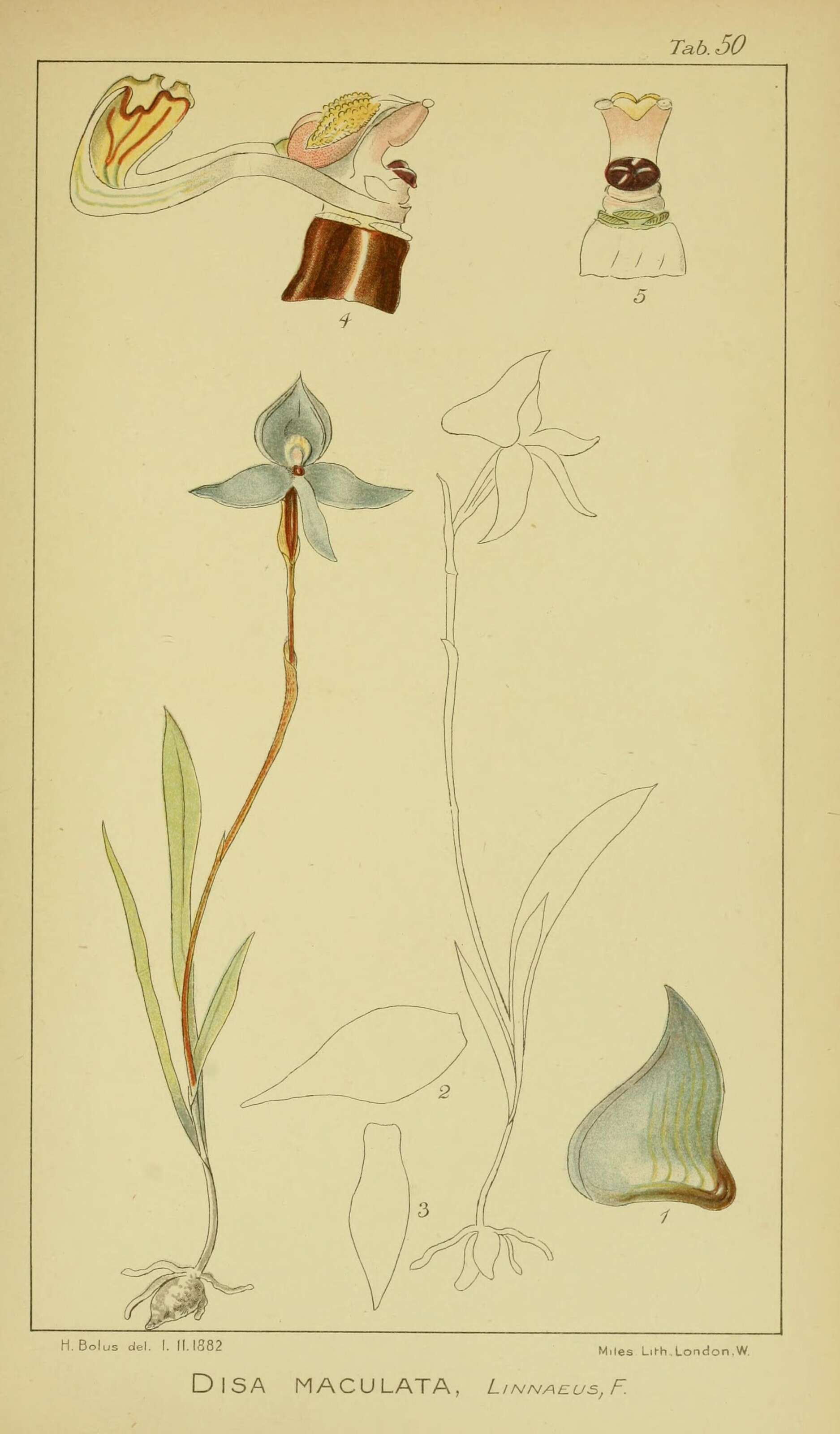 Image of Disa maculata L. fil.