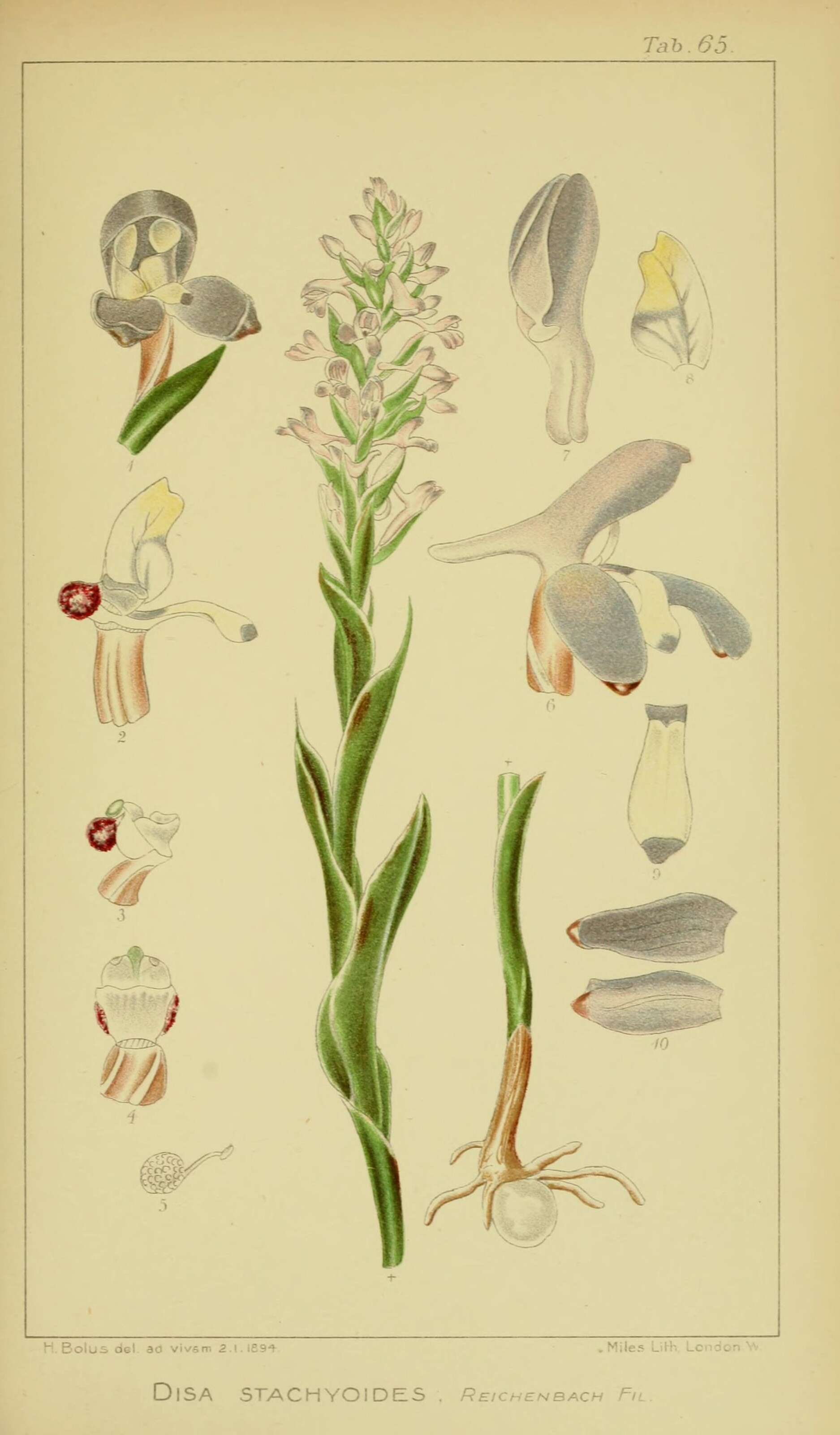 Image of Disa stachyoides Rchb. fil.