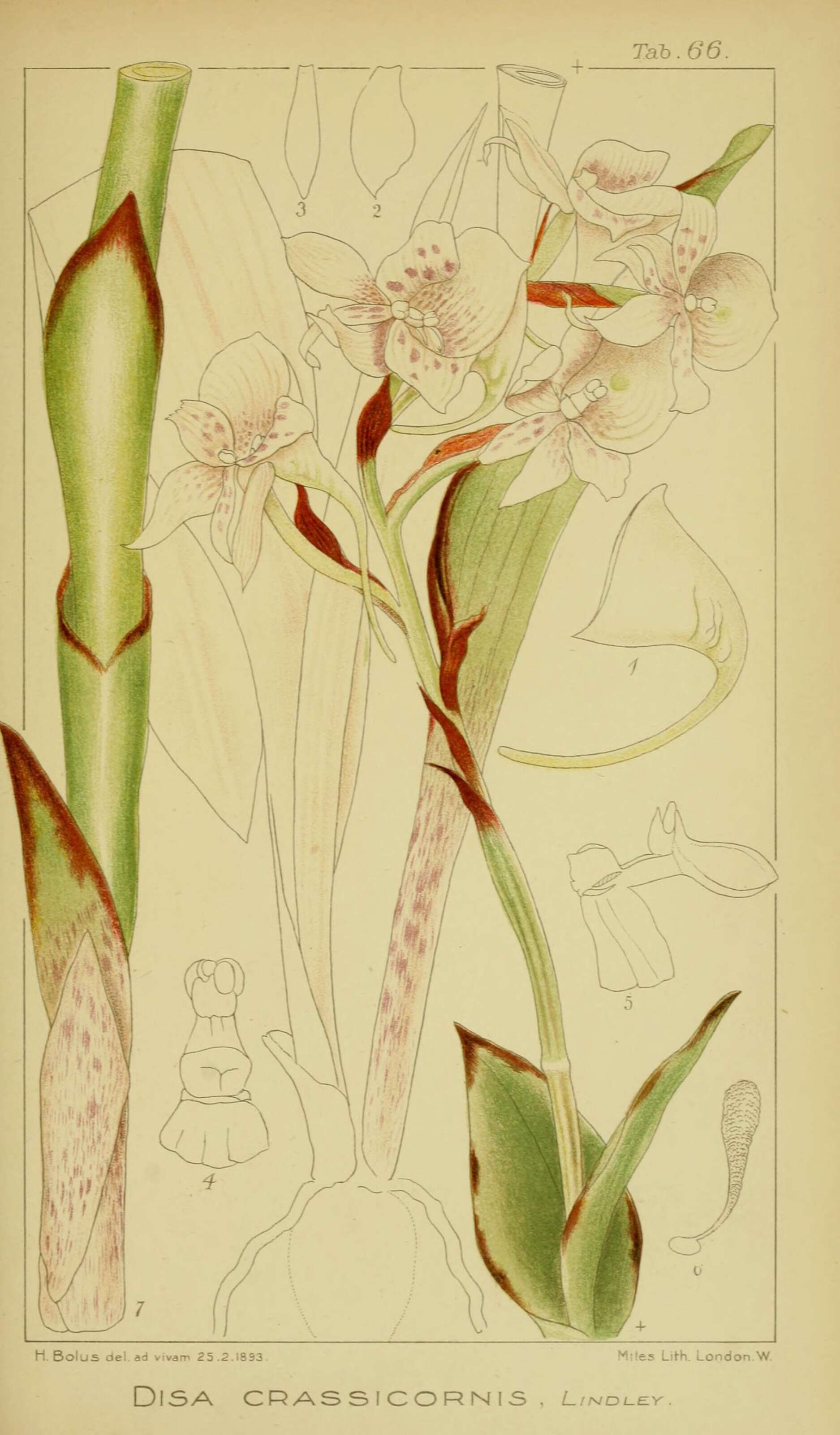 Image of Disa crassicornis Lindl.