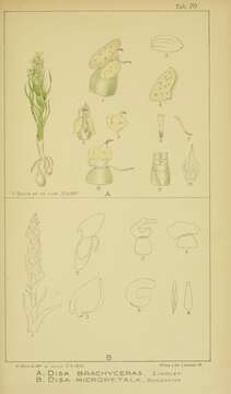 Image de Disa brachyceras Lindl.