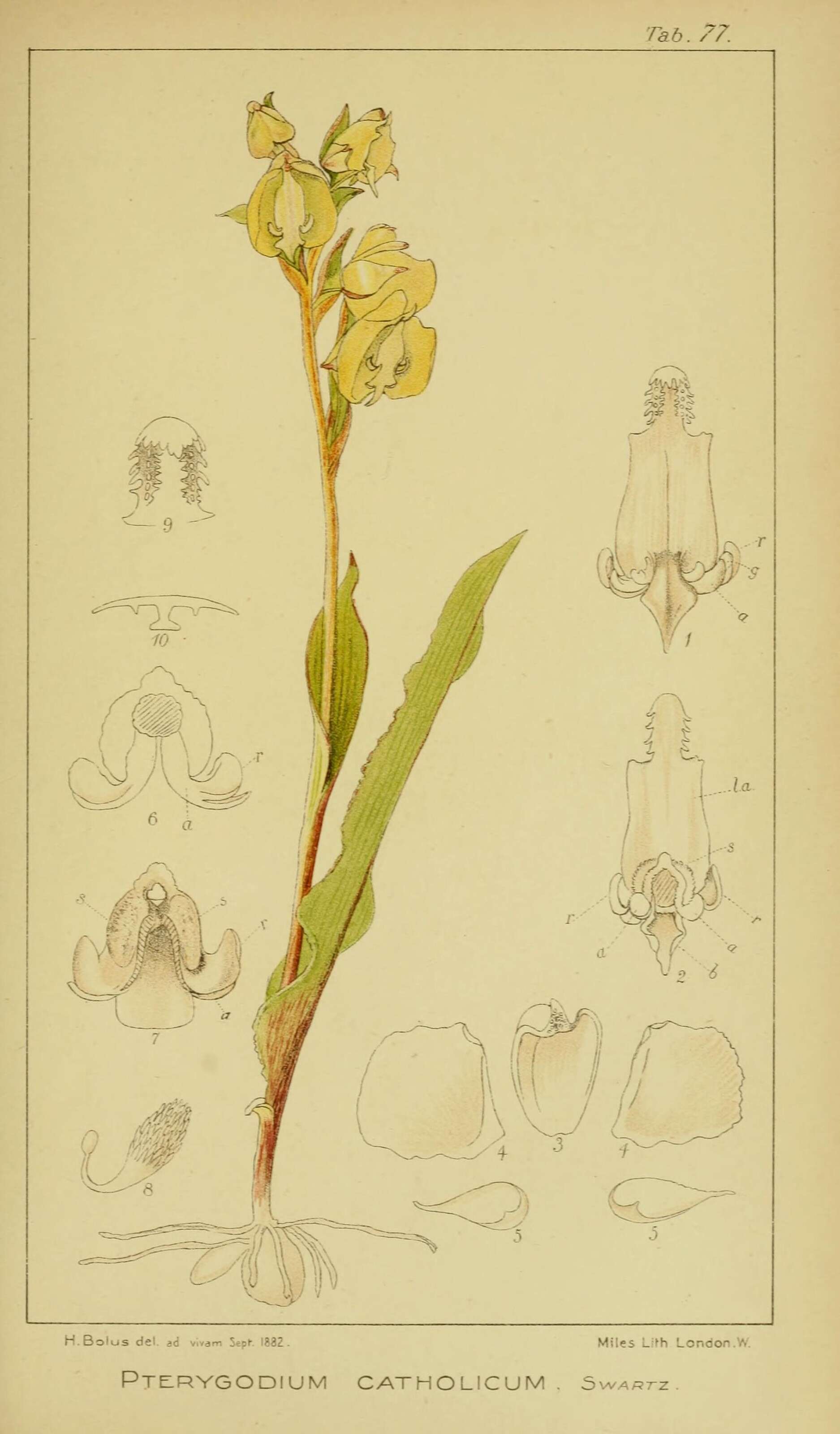 Imagem de Pterygodium catholicum (L.) Sw.