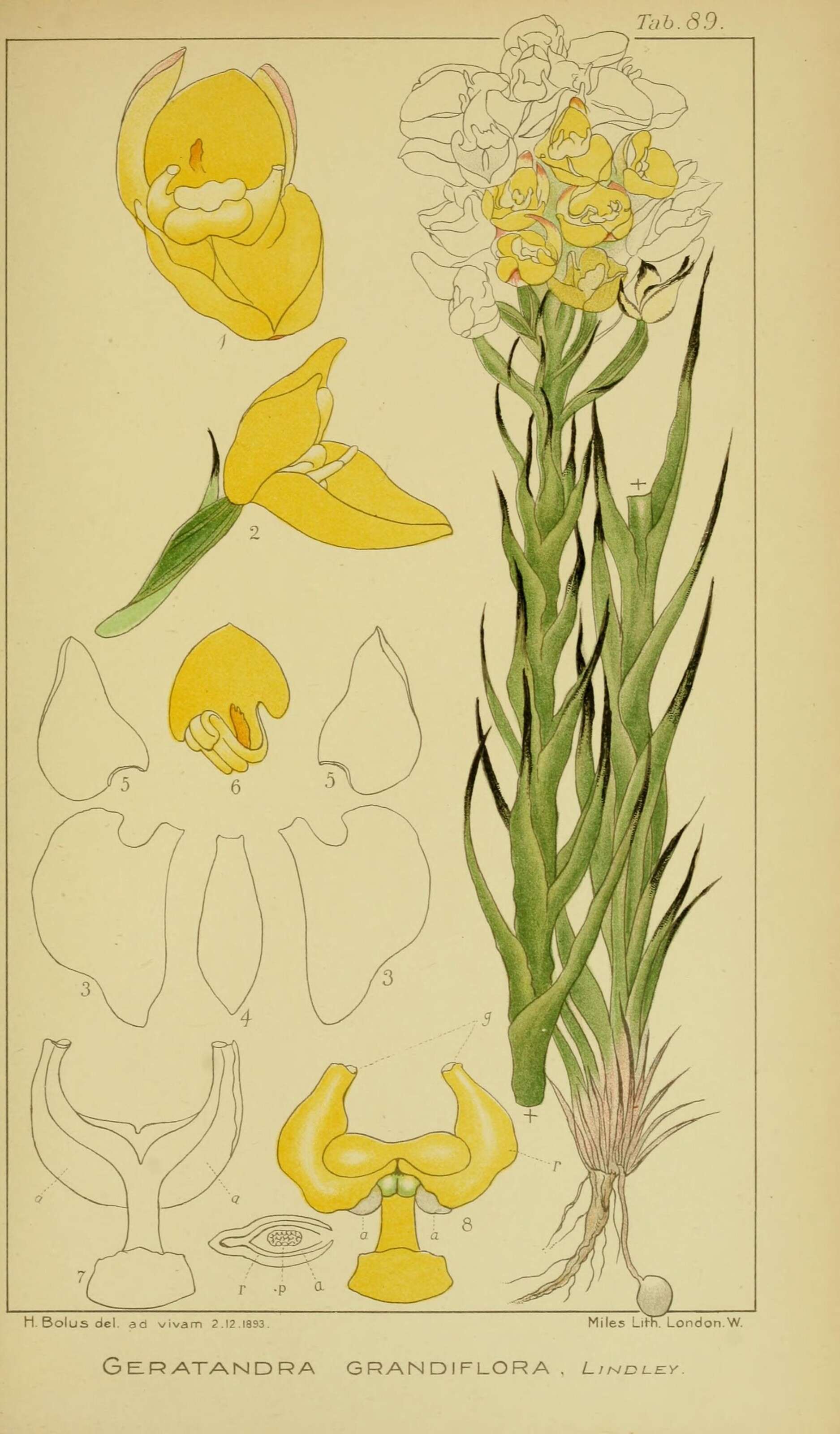 Image of Ceratandra grandiflora Lindl.