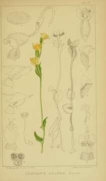Image of Disperis villosa (L. fil.) Sw.