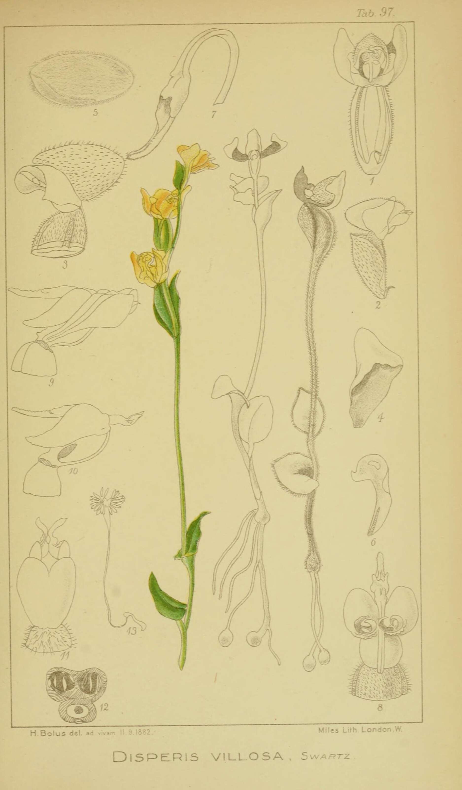 Image of Disperis villosa (L. fil.) Sw.