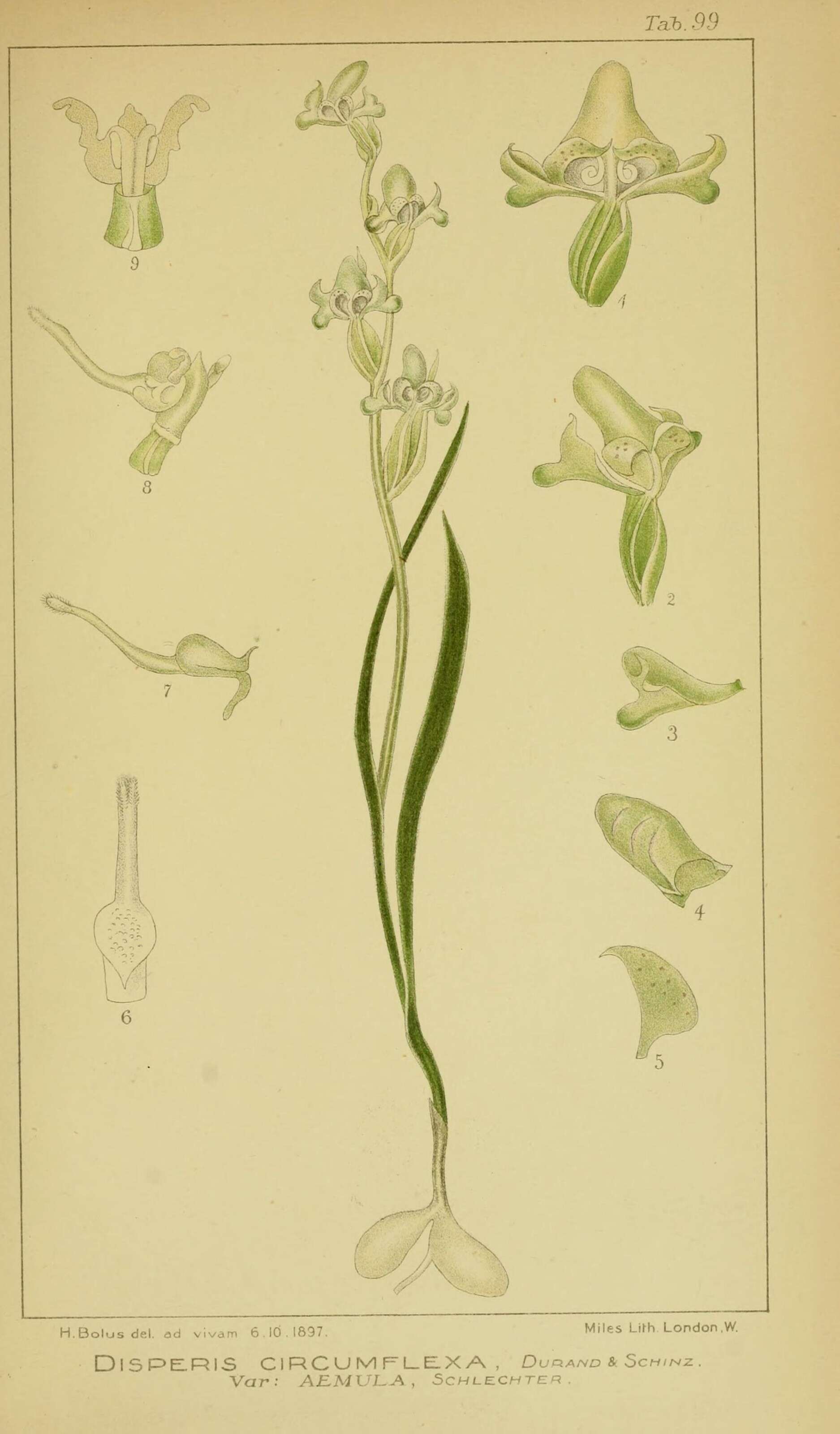 Image of Disperis circumflexa (L.) T. Durand & Schinz