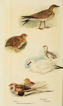 Image of Common Quail