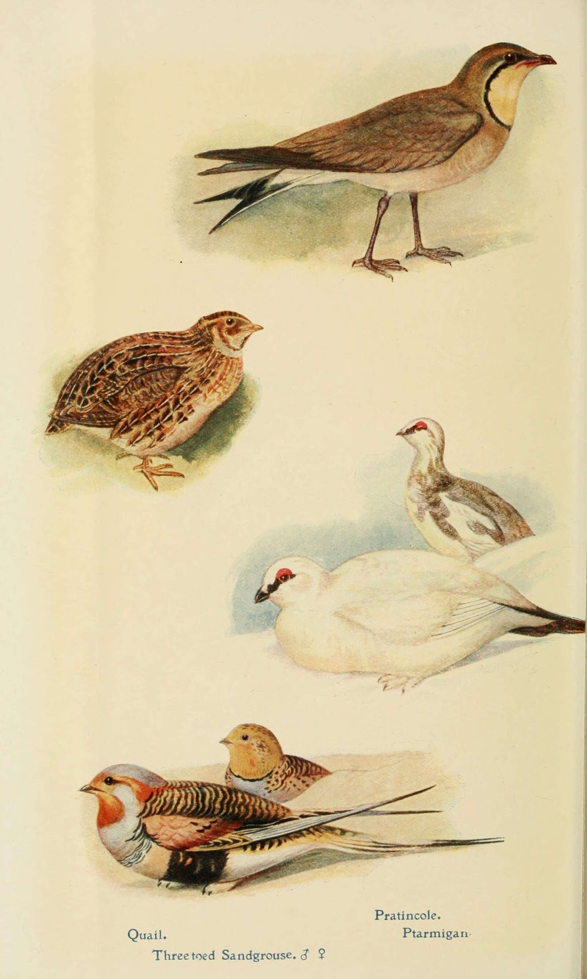 Image of Common Quail