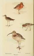 Image of Wood Sandpiper