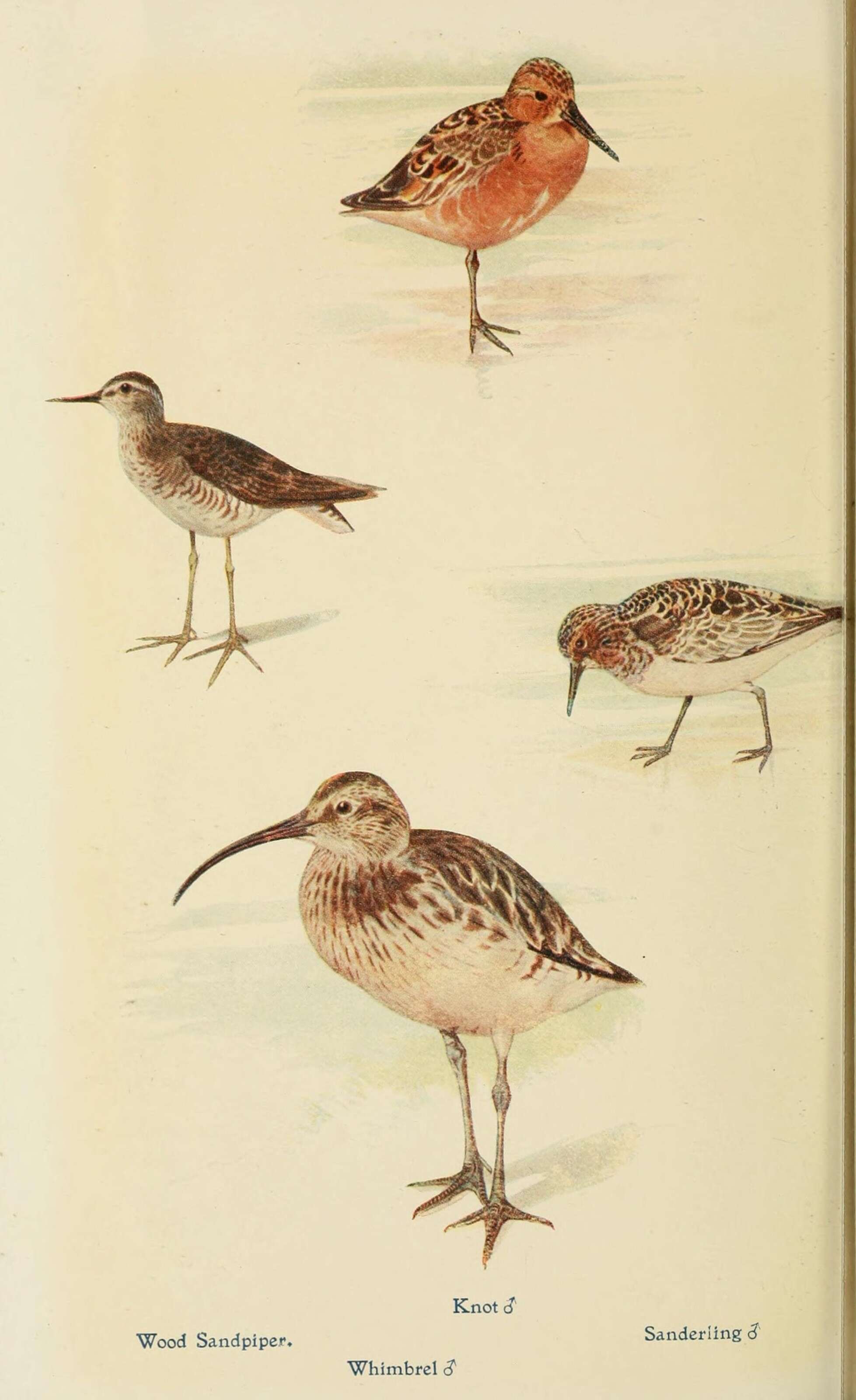 Image of Wood Sandpiper