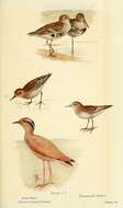 Plancia ëd Calidris minuta (Leisler 1812)