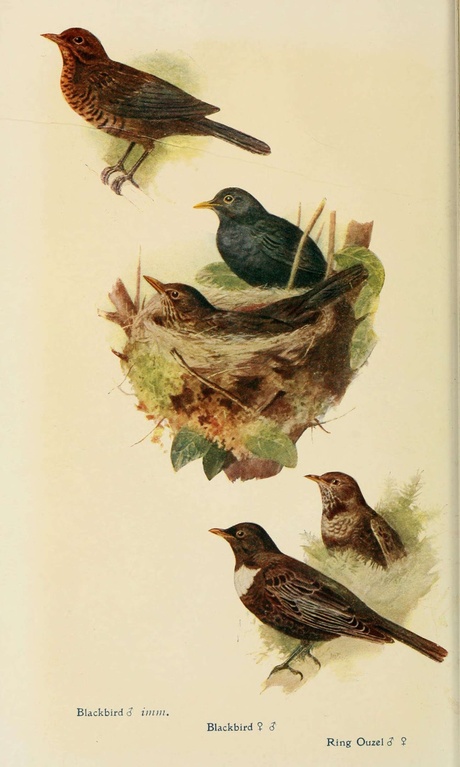 Image of Blackbird