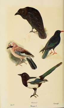 Image of Garrulus Brisson 1760