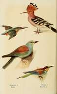 Image of Alcedo Linnaeus 1758