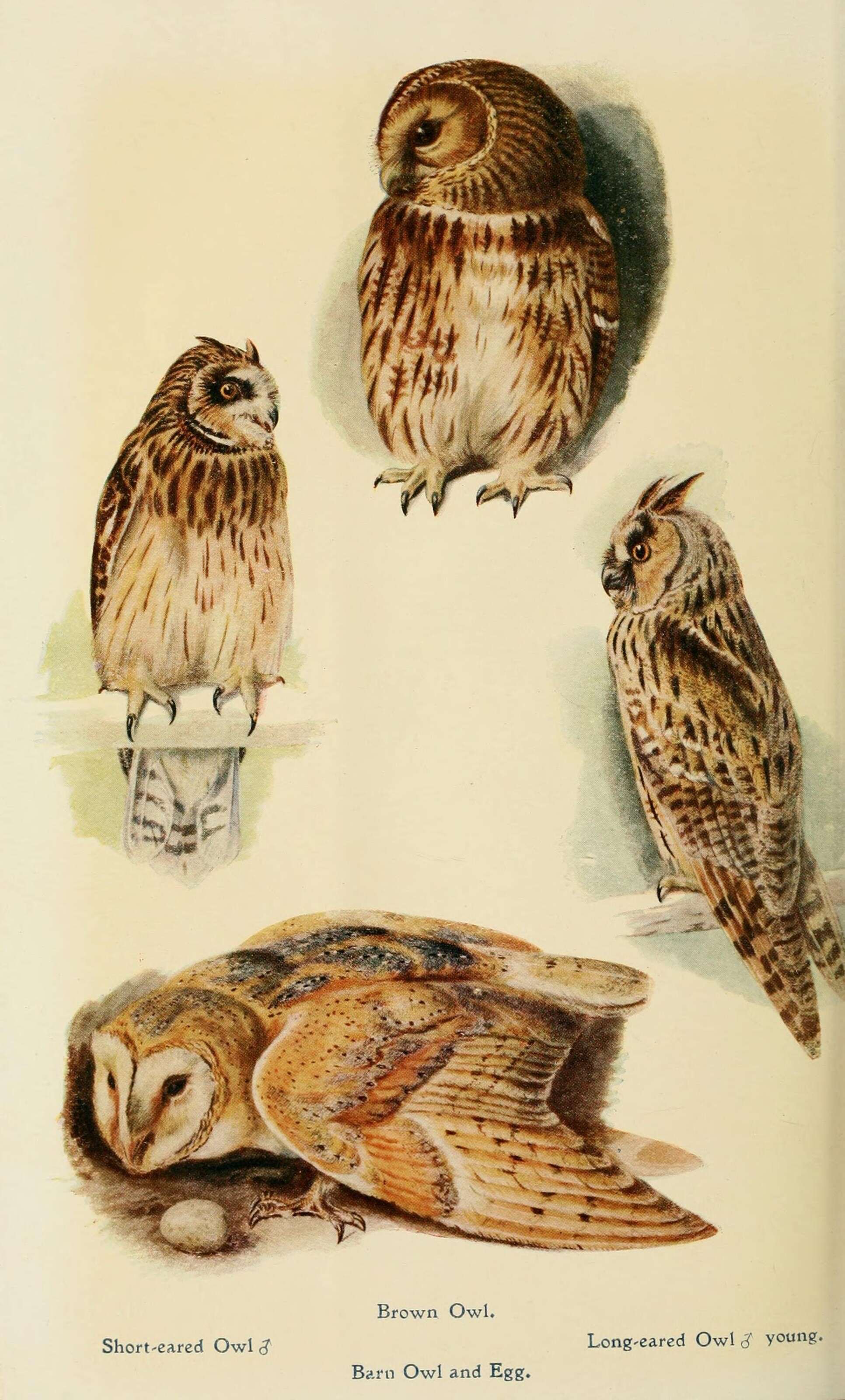 Image de Hibou des marais