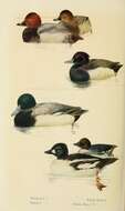 Image of pochard, common pochard