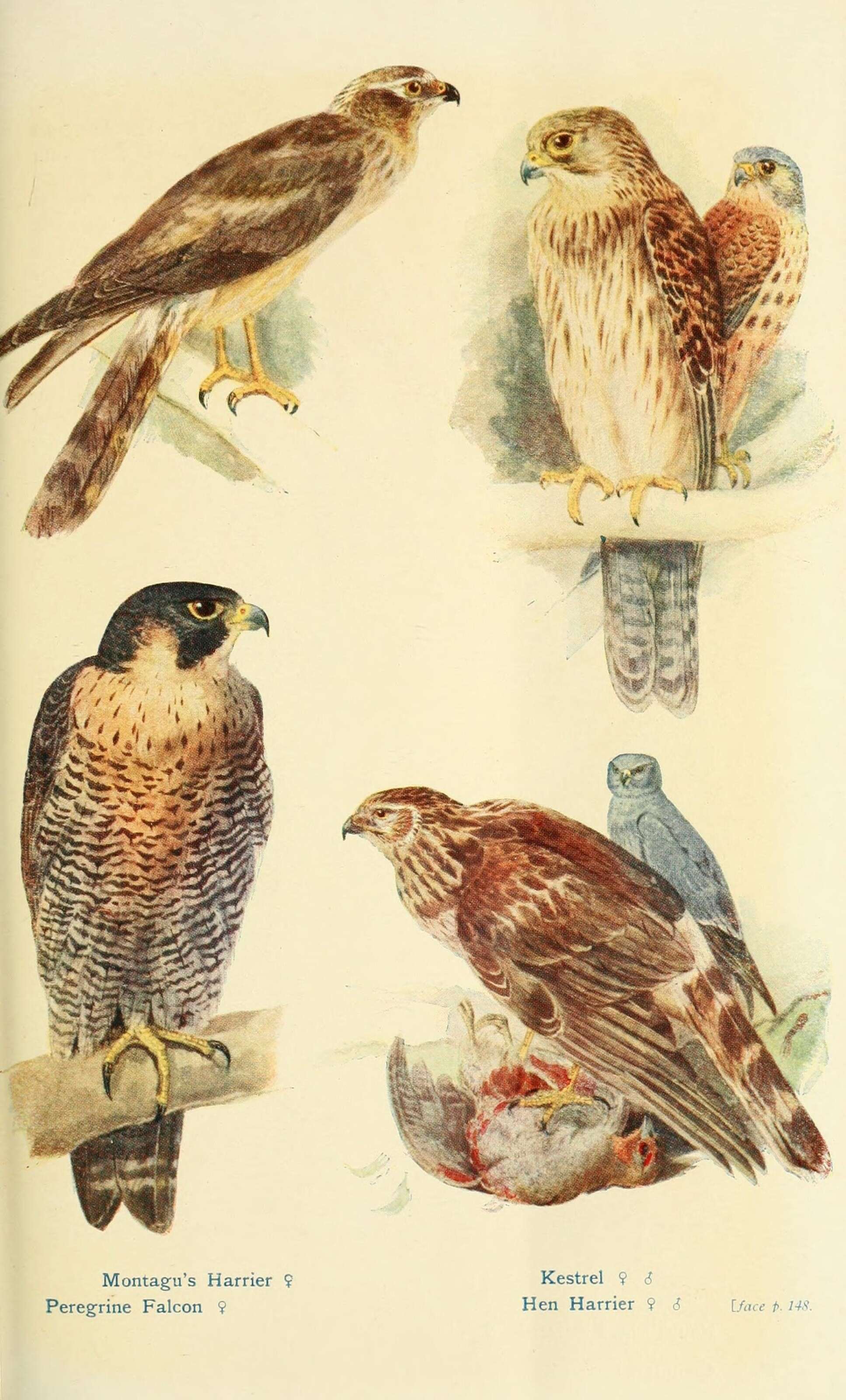 Image of Montagu's Harrier