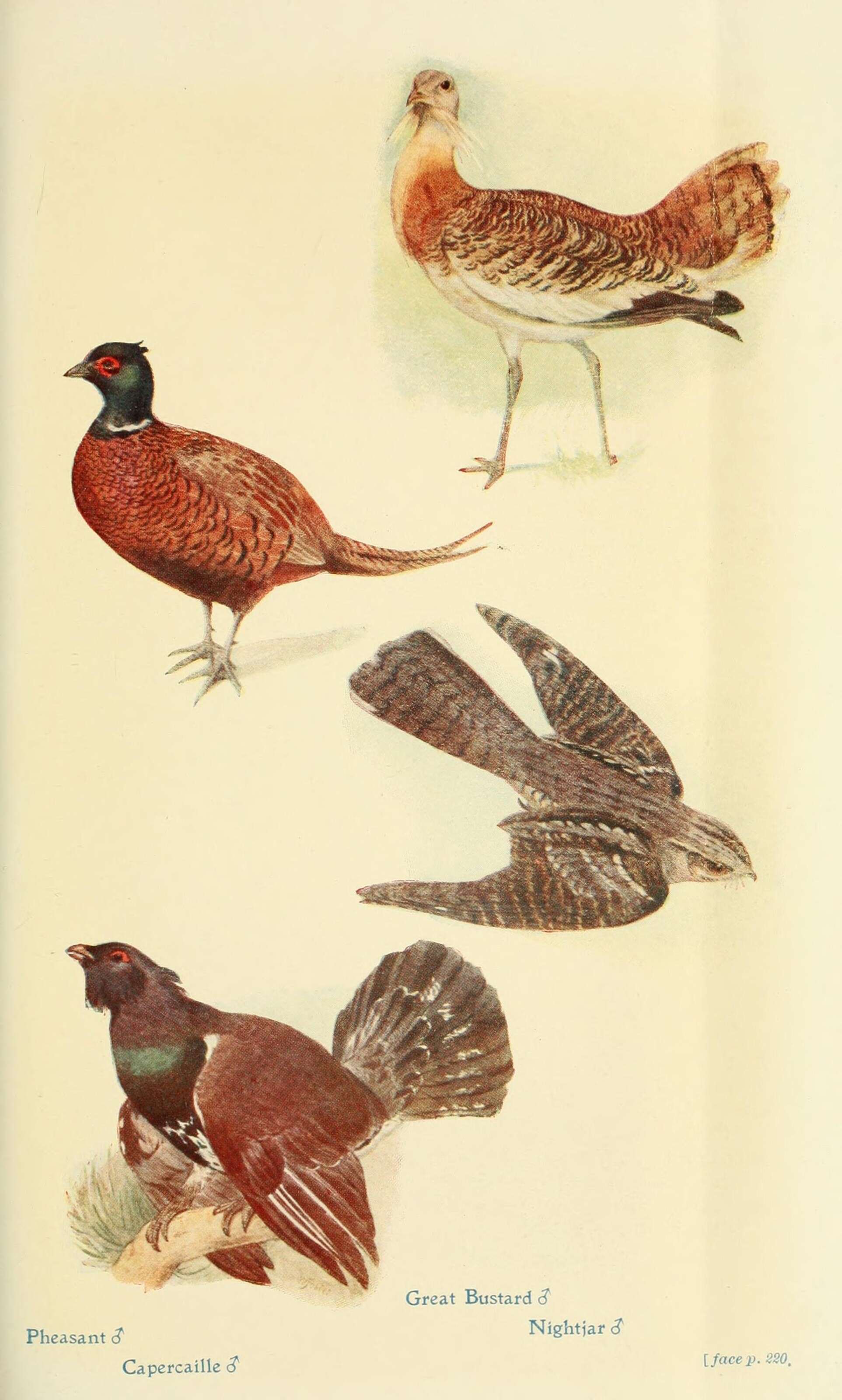 Image of Tetrao Linnaeus 1758