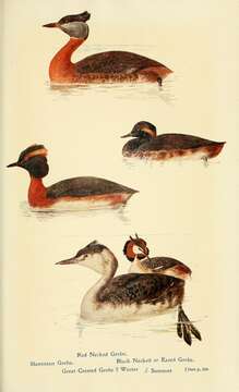 Image of Red-necked Grebe