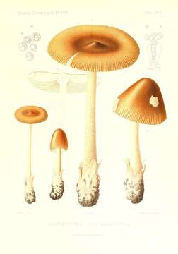 Image of Amanita fulva Fr. 1815