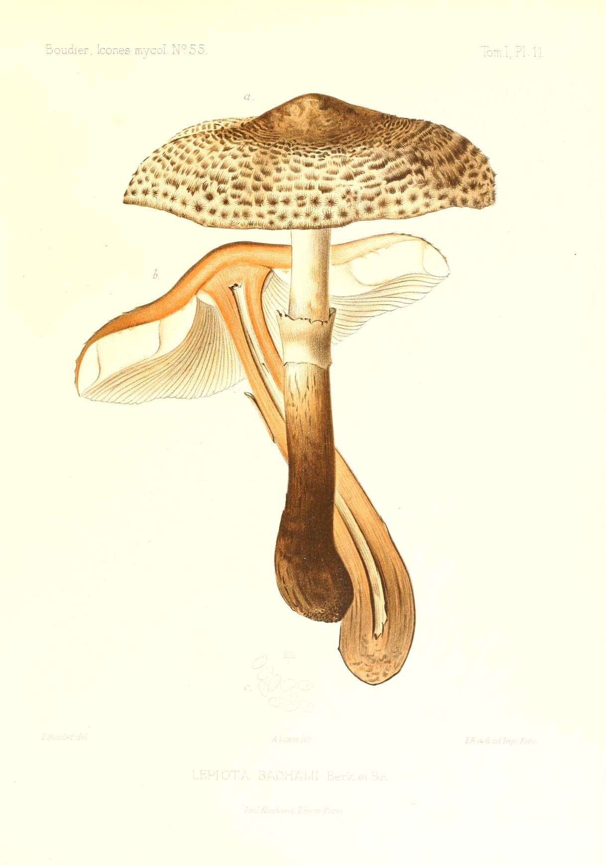 Image of Leucocoprinus badhamii (Berk. & Broome) Locq. 1943