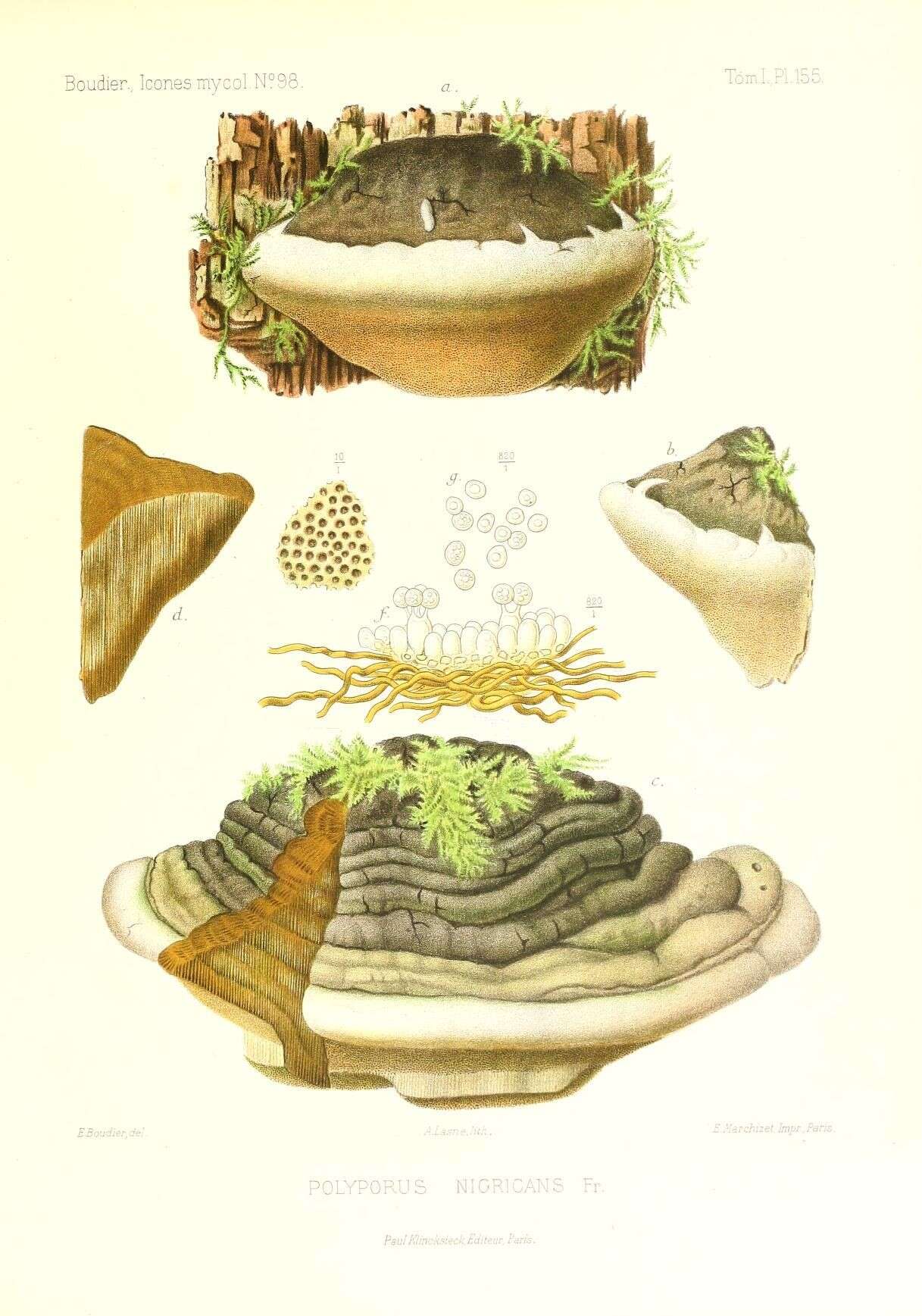 Imagem de Phellinus igniarius (L.) Quél. 1886