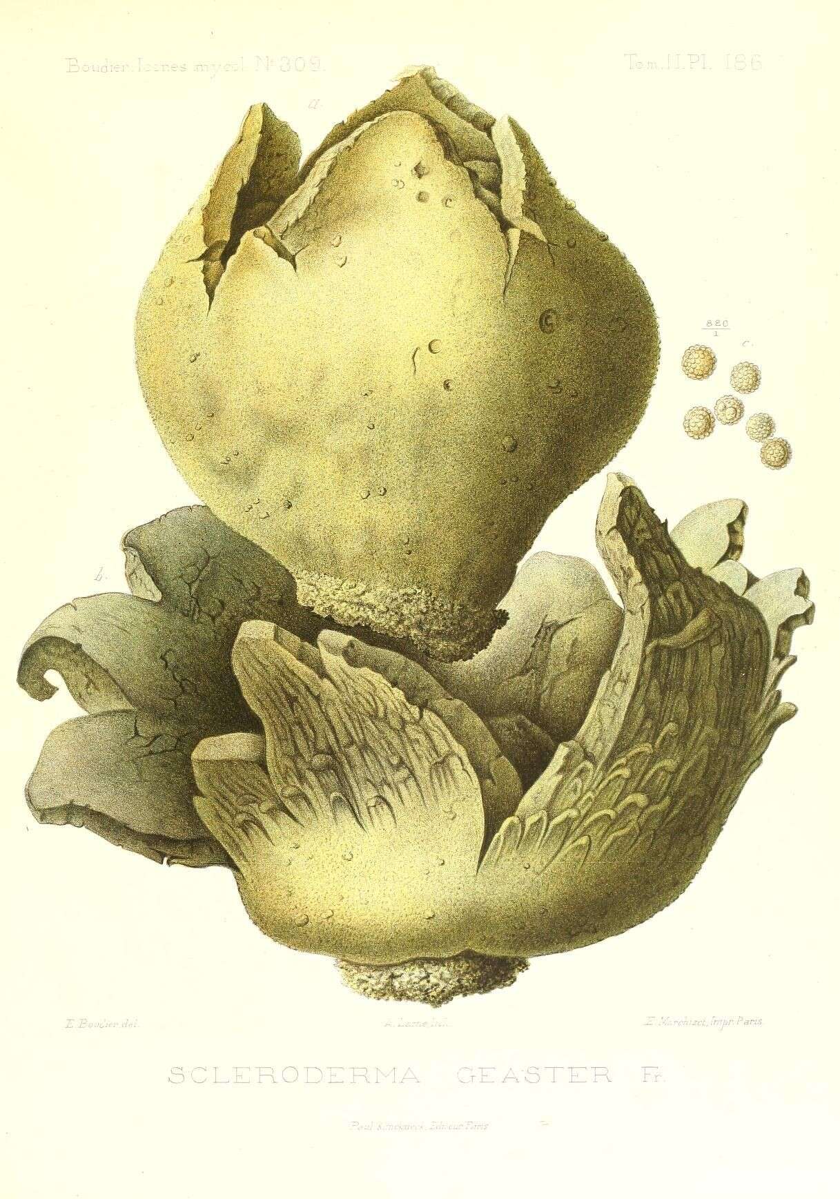 Image of Scleroderma polyrhizum (J. F. Gmel.) Pers. 1801