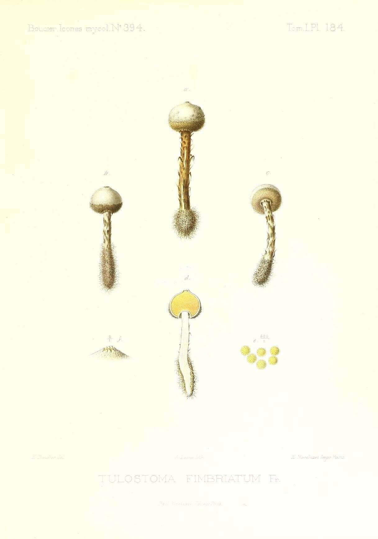 Image of Tulostoma fimbriatum Fr. 1829