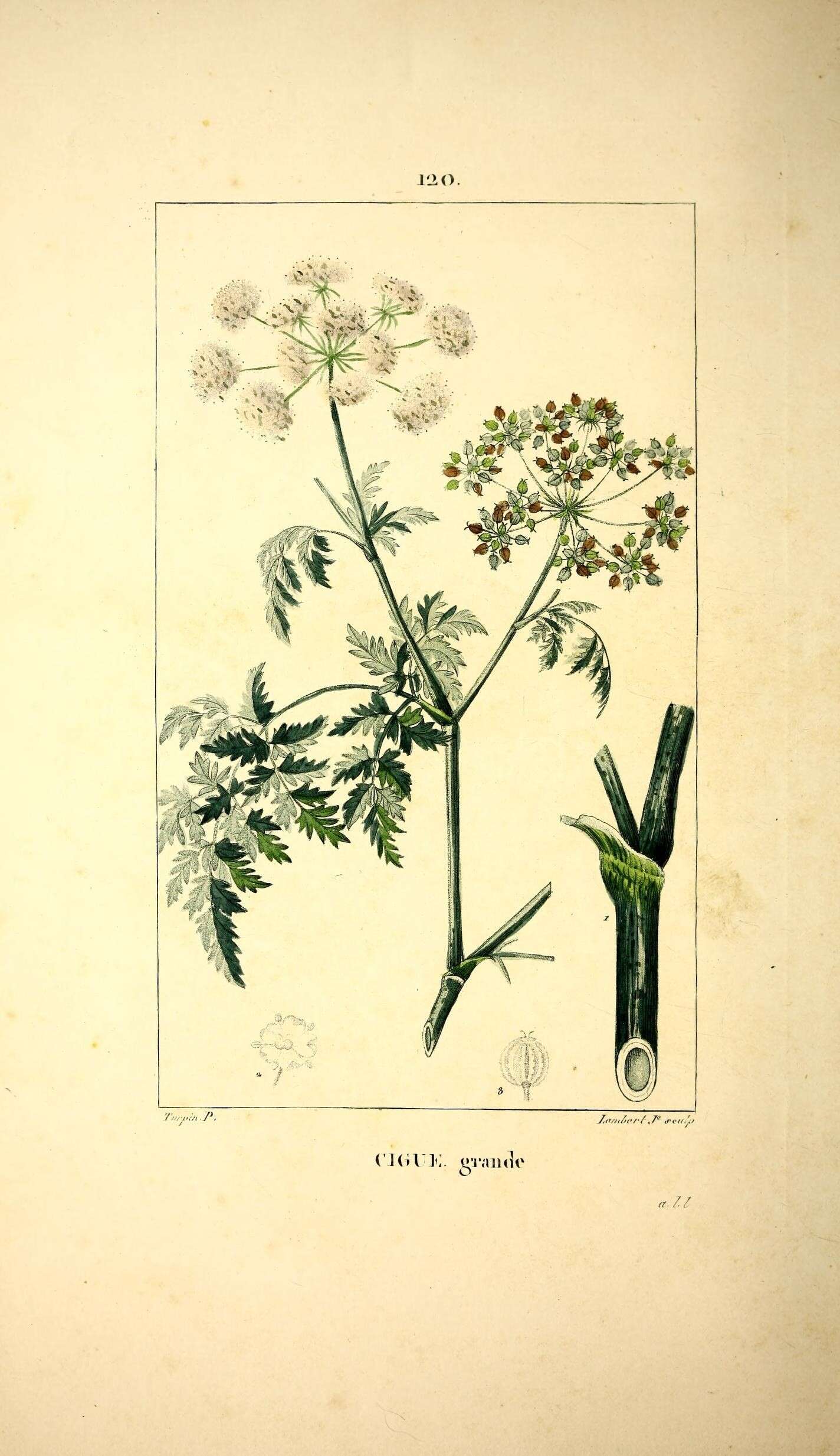 Image of poison hemlock