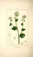 Слика од Cochlearia officinalis L.