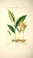 Image de Curcuma longa L.