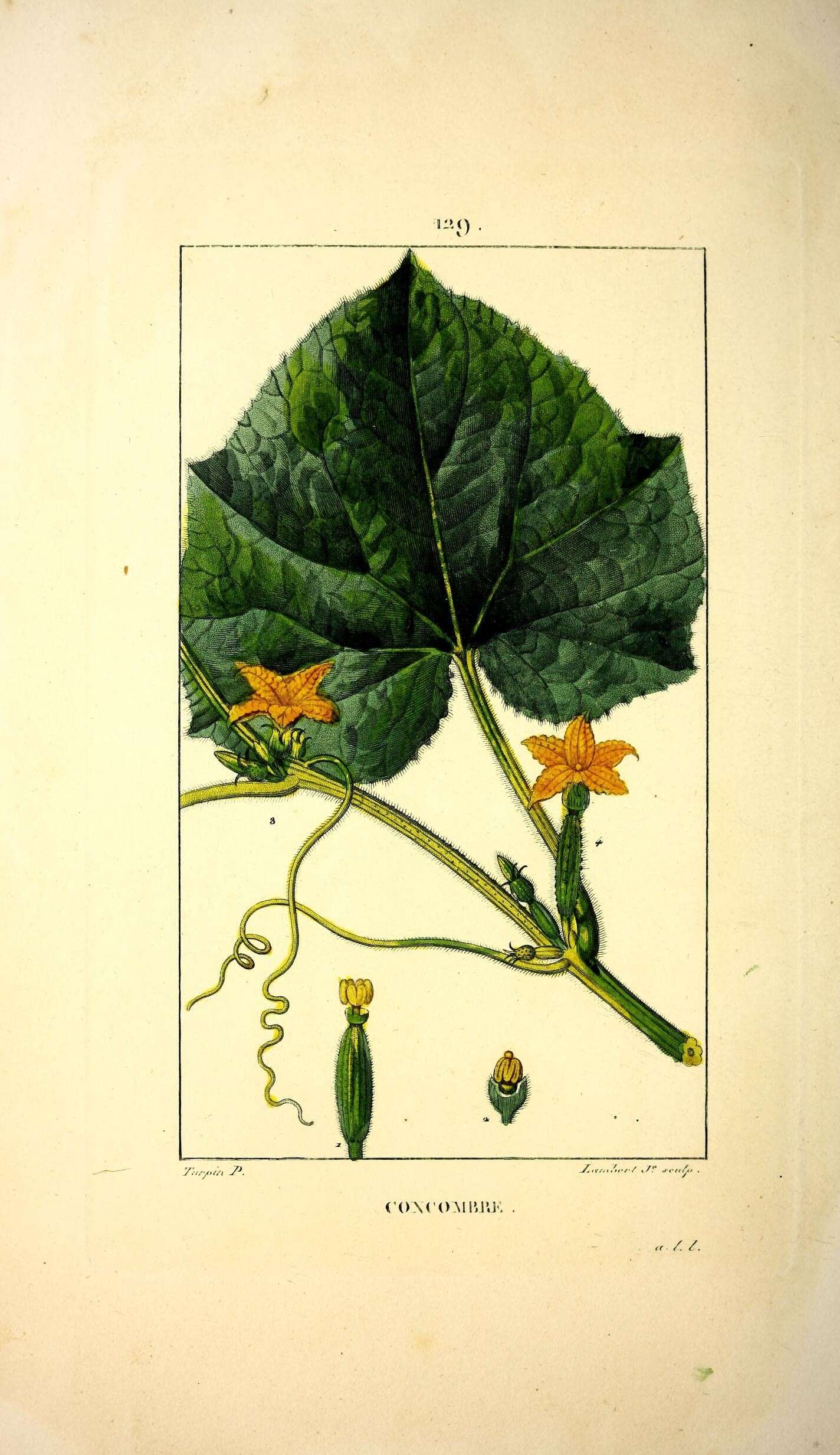 Image of garden cucumber