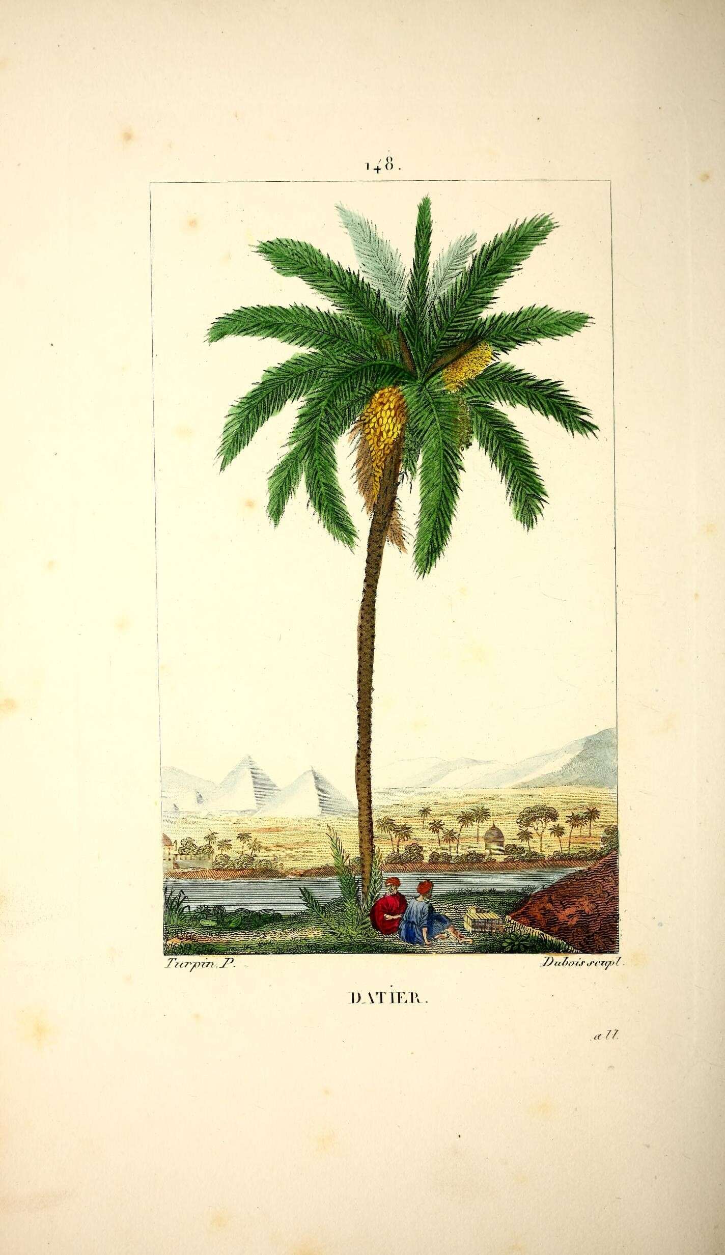 Image of date palm