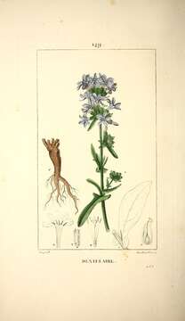 Image of Plumbago europaea L.