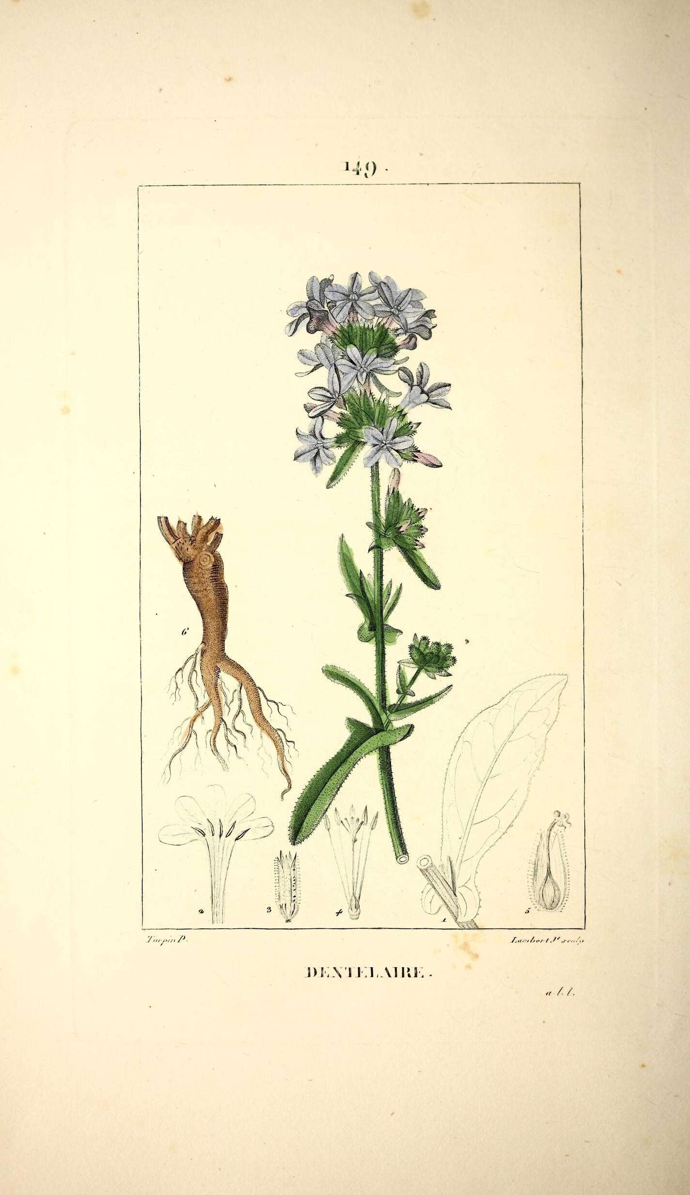 Image of Plumbago europaea L.