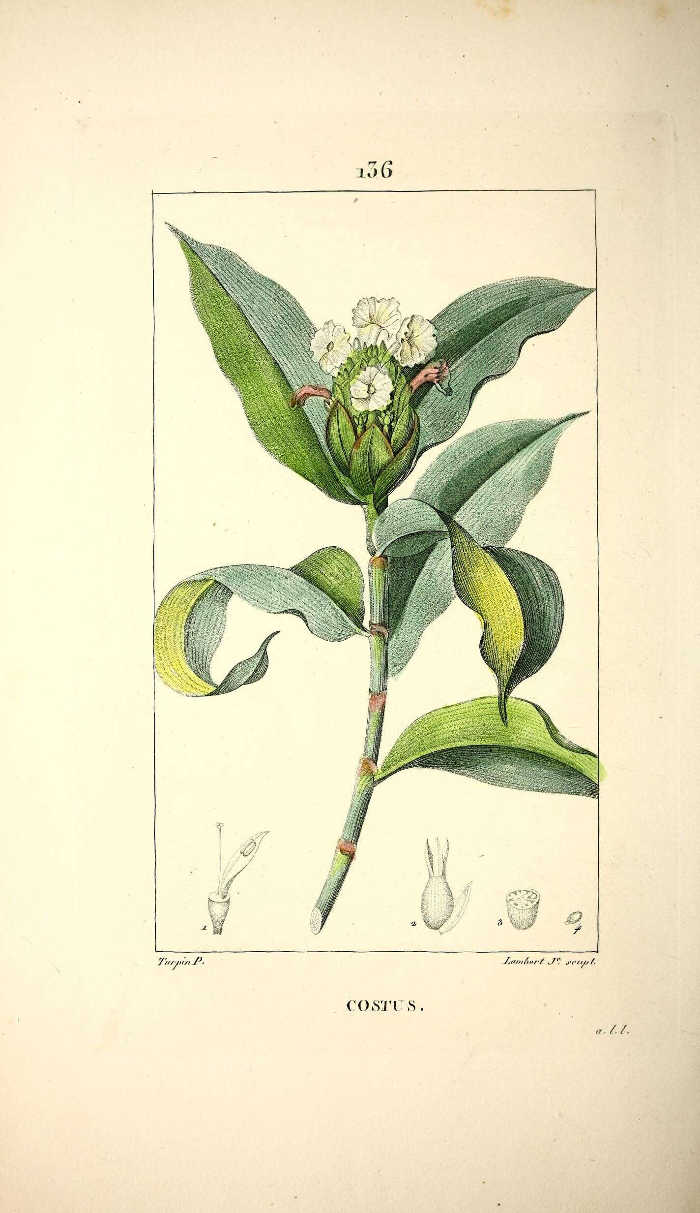 Image of Costus arabicus L.