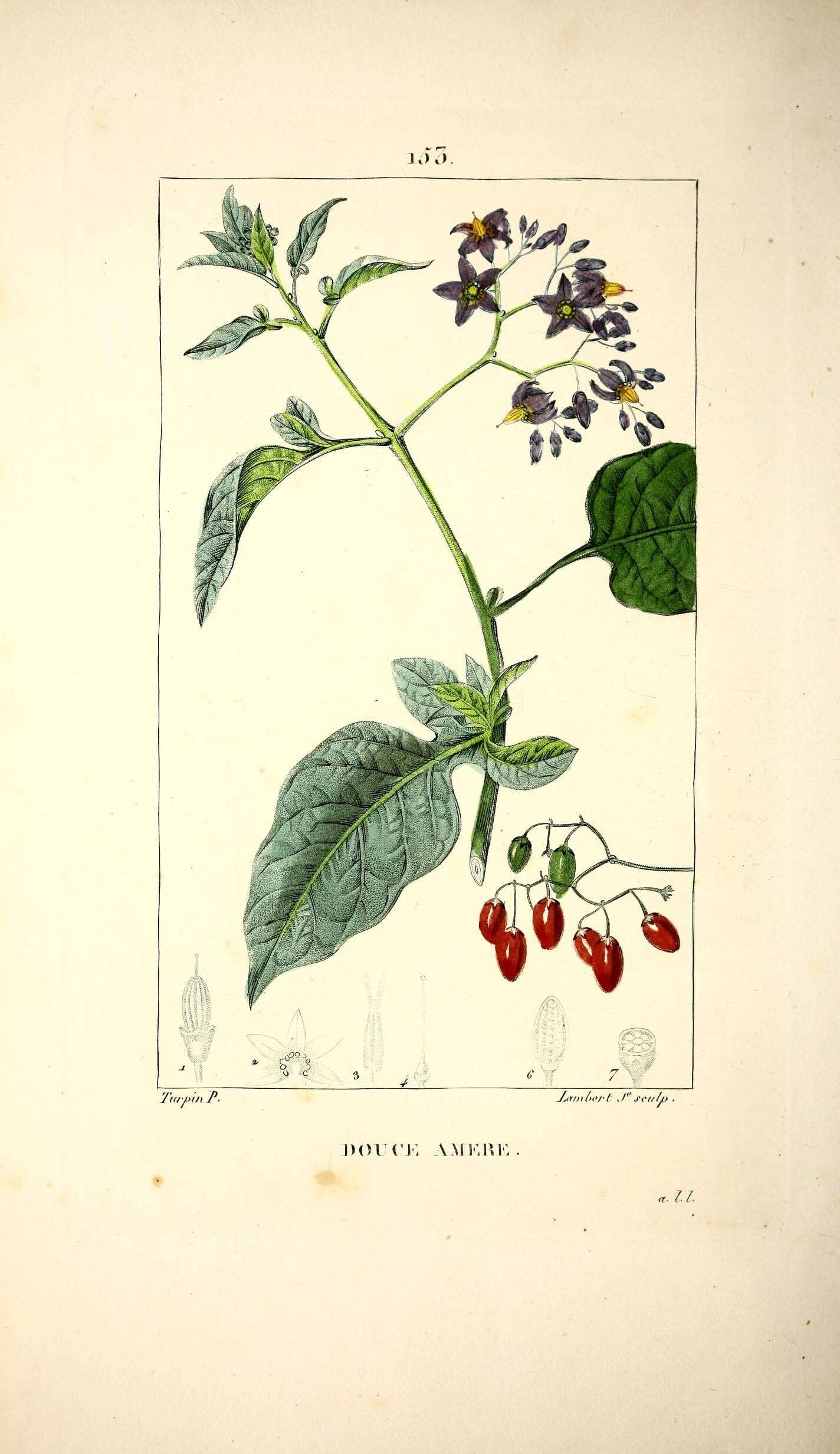 Image of bittersweet, woody nightshade