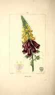 Imagem de Digitalis purpurea L.