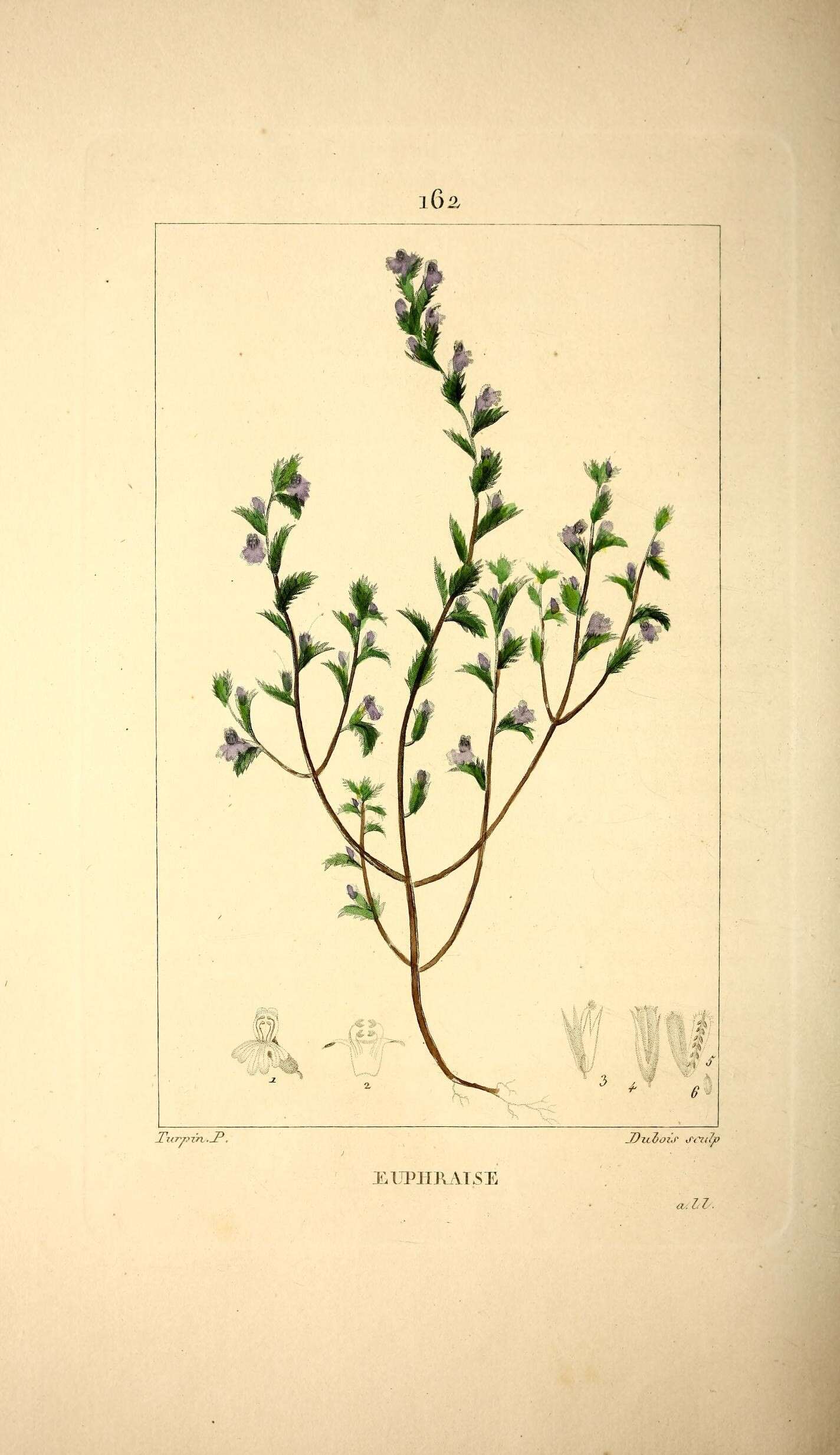 Image of Euphrasia parviflora Schag.